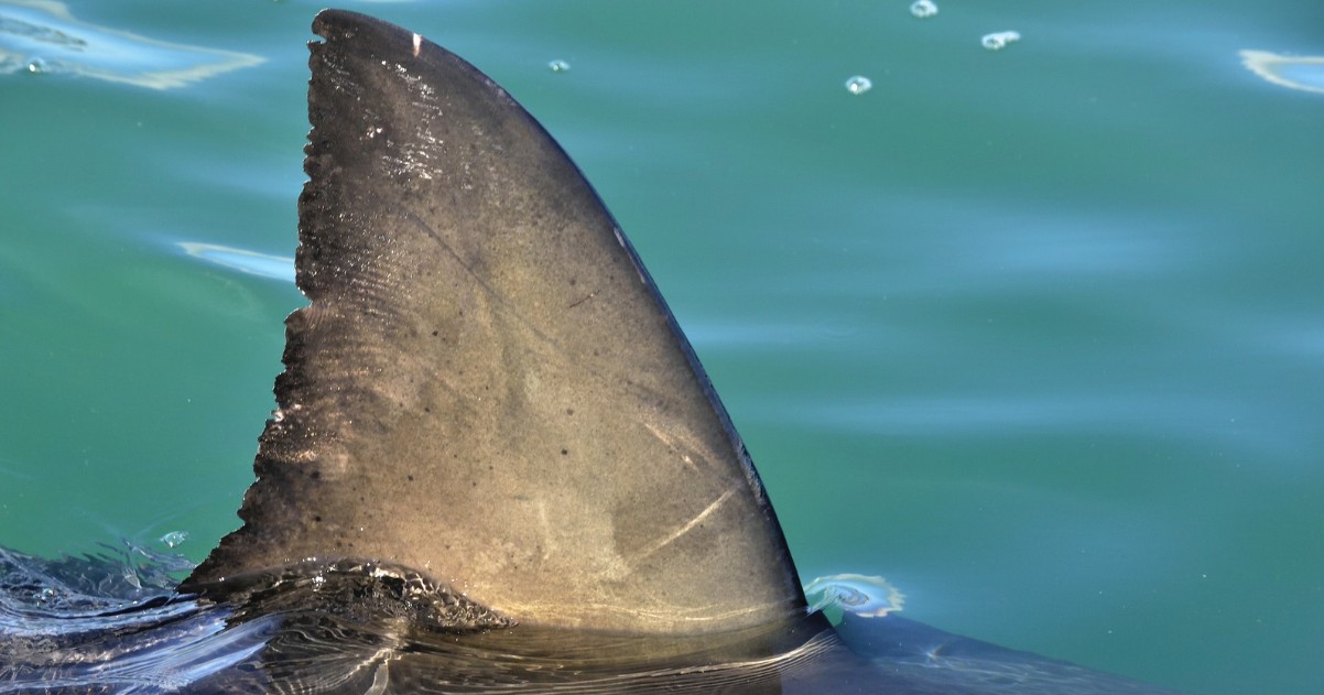 Shark Fin